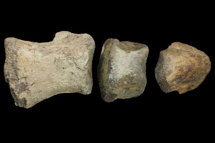Composite Hadrosaur Finger - Alberta (Disposition #-) #100773